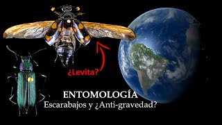 ENTOMOLOGÍA  ¿Escarabajos y Antigravedad  El vuelo de los coleópteros entomologia escarabajos [upl. by Alathia]