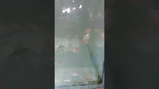 home breeding oranda goldfish goldfish homebreeding karwar karwarcity banglore india [upl. by Alexis]