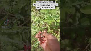 Spiritual Benefits Of Abrus Precatorius Rosary Pea quotObrekuo eniquot [upl. by Alduino98]