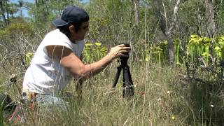 Carnivorous Plants of Northern Florida [upl. by Billie963]