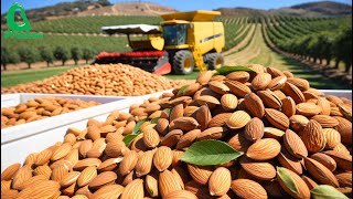 US Farmers Produce 36 Billion Pounds of ALMONDS this Way  Harvesting and Processing [upl. by Irvine]