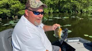 Bluegill fishing with Pro guide Billy on Historic Reelfoot Lake TN [upl. by Esital414]