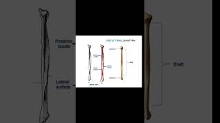 anatomy of fibula bone 🦴 and location ☠️👀💯shortvideo [upl. by Munt318]