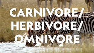 Definitions in the Field CarnivoreHerbivoreOmnivore [upl. by Kella]