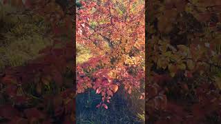 Pera ornamental pyrus calleryana e seu efeito outonal🍁🍂🌲🍁plantas outonais e coníferas raras🍁🍂🌲 [upl. by Olsen]