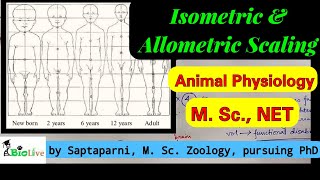 Isometric and Allometric Scaling [upl. by Silvana]