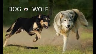 Dog Vs Wolf Comparison [upl. by Hpesoy198]