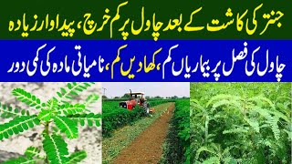 Benefits of Sesbania Cultivation  Jantar Ki Kasht  جنتر کی کاشت [upl. by Wickner150]