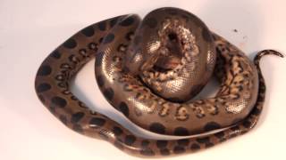 Green Anaconda Eunectes murinus Eating at Backwater Reptiles [upl. by Jahn]