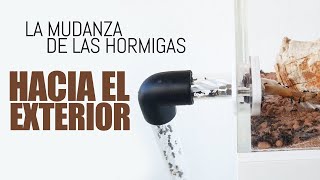 La Gran Mudanza de las Hormigas  Hacia el exterior del hormiguero  Messor barbarus  ALPHA [upl. by Keithley]