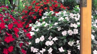 SunPatiens® Impatiens at Home [upl. by Gnuhp]