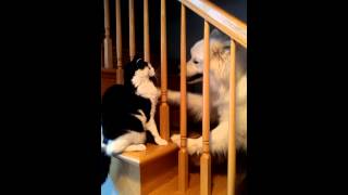 Dog pushes cat off stairs Hilarious [upl. by Sergo]