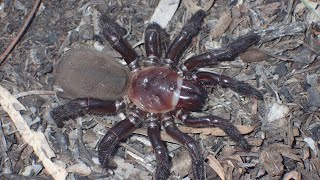 New Giant Spider Species Discovered in Australia [upl. by Harifaz]