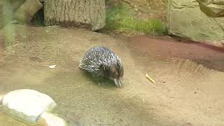 Tachyglossus aculeatus [upl. by Wadesworth295]