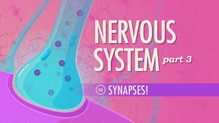 The Nervous System Part 3  Synapses Crash Course Anatomy amp Physiology 10 [upl. by Esmond]