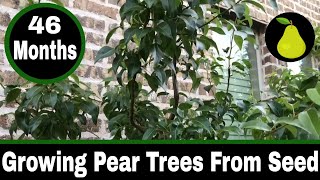 How To Grow Pear Trees From Seed  46 Months [upl. by Acihsay]