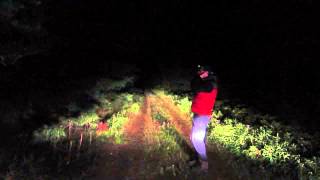 Wolf howling in Eastern Algonquin Park September 2014 [upl. by Ahsirtak422]