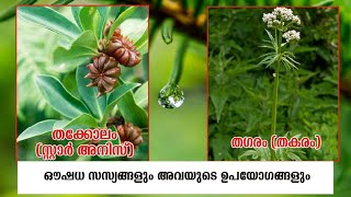 Medicinal Uses of Plant in Malayalam തക്കോലംstar aniseതഗരം തകരംഔഷധഗുണങ്ങൾStudying Plant [upl. by Terencio]