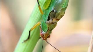 Meet an Insect Katydid [upl. by Einattirb]