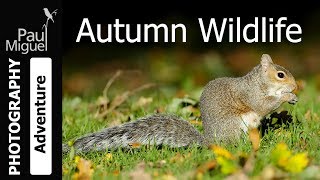 Autumn Wildlife UK [upl. by Warenne]