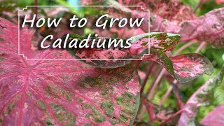 Caladium Care  PlantingGrowingStoring Bulbs [upl. by Cronin606]