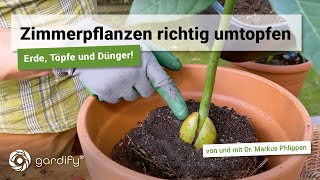 Zimmerpflanzen richtig umtopfen mit Tipps zu Pflanztöpfen Dünger und Erde  gardify Tipps [upl. by Rothwell]