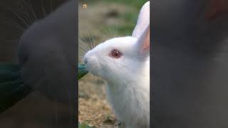 Rabbit Sounds Funny Baby White Rabbit [upl. by Link585]