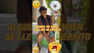 Quien se llevó mi perrito viral reflexio shortfilm shortvideos comedia reflexionesneme [upl. by Kyrstin]