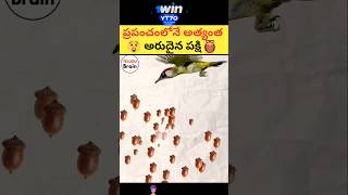 అరుదైన పక్షి birds bird birdslover seeds shorts [upl. by Amir675]