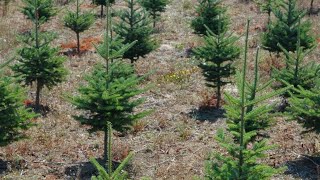 How to Start a Christmas Tree Farm [upl. by Dnalwor]