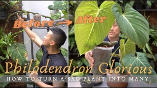 Advanced Propagation Technique  Notching Air Layering amp Keiki Paste  Philodendron Glorious Care [upl. by Gallager]