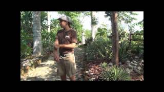 Vallarta Botanical Garden Full Tour [upl. by Motteo]