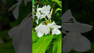 Kalyanasougandhikam Hedychium coronarium the white garlandlily white ginger lilyFlower Power 🤍 [upl. by Ahsak]