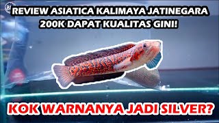 REVIEW ASIATICA KALIMAYA BELI DI JATINEGARA [upl. by Renny397]