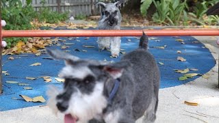 Little schnauzer quotcheatedquot while his pal was busy jumping [upl. by Delores620]