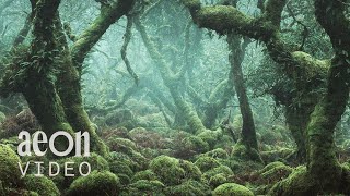 Cultivating regenerative growth in English woodlands  Time Travel in Britains Lost Rainforests [upl. by Jaella]