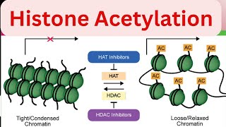 Part4 Histone Acetylation Regulation of gene expression in Eukaryotes Molecular biology [upl. by Farica]