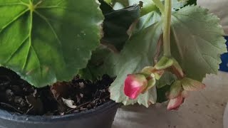 Begonia TuberhybridaBegonia tuberosa [upl. by Ainnos]