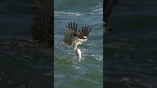 Crazy Osprey grabs huge catfish and almost gets dragged under bird osprey Glad I’m not a fish [upl. by Eatnad494]