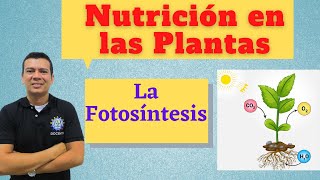 LA FOTOSINTESIS NUTRICIÓN EN LAS PLANTAS XILEMA Y FLOEMA ETC [upl. by Norted]