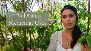 Medicinal Uses of Valerian Valeriana officinalis [upl. by Gallagher]