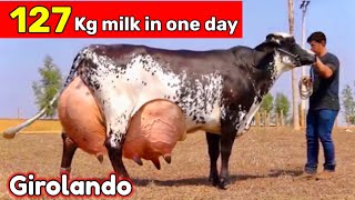 World highest milking Girolando cow  Red Sindhi cow  cow farming in India  cow farming Pakistan [upl. by Tiersten59]