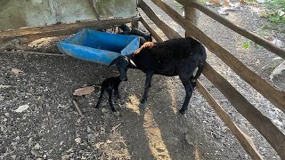 Nacimiento ovino Primer parto de nuestras ovejas 🐑 aumentando el rebaño borrego [upl. by Arrahs]