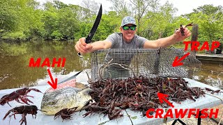 How to Trap Thousands of Crawfish using Mahi for Bait Catch amp Cook [upl. by Burkhart]