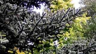 Abies pinsapo Glauca Blue Spanish Fir [upl. by Sirej]