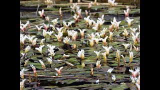 Amazing and Most Beautiful Water Hawthorn Flowers  Aponogeton distachyos [upl. by Marcellus]