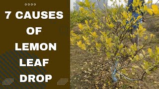 7 Key Reasons of Lemon Leaves Drop [upl. by Leamsi]