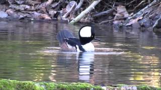 Hooded Merganser [upl. by Clausen]