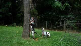 Bluetick Coonhound and Walker mix treeing a dead coon [upl. by Nagy]