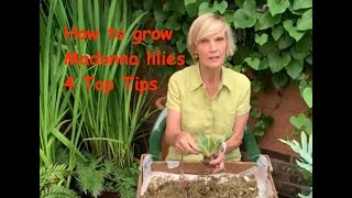 How to grow Madonna lilies  4 Top Tips [upl. by Anima820]